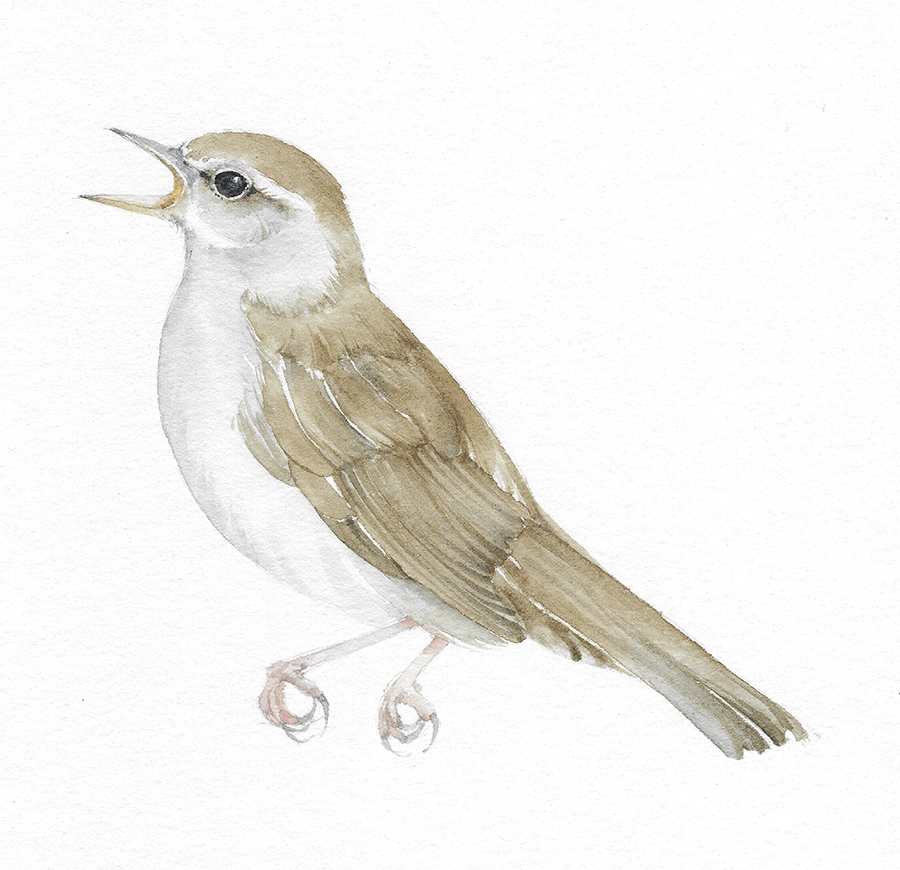 Usignolo di fiume dal libro Conoscerli, proteggerli. Illustrazione di Silvia Molinari