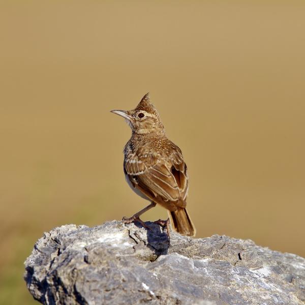 Cappellaccia