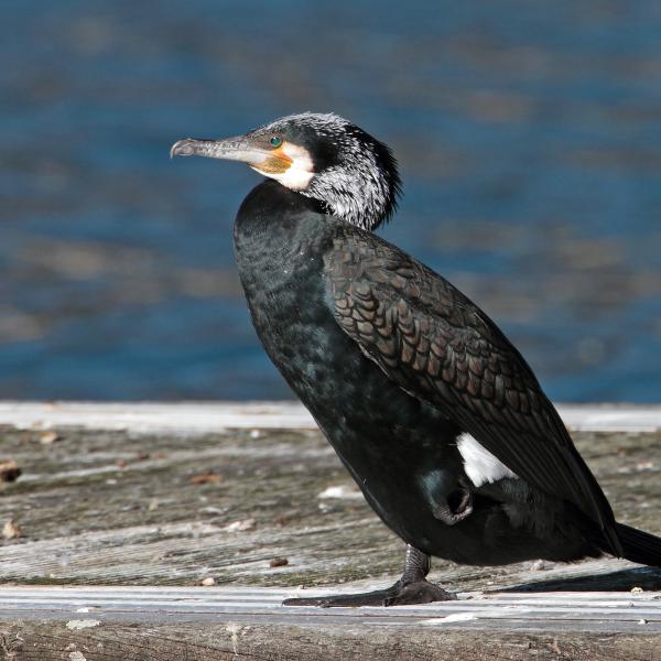 Cormorano