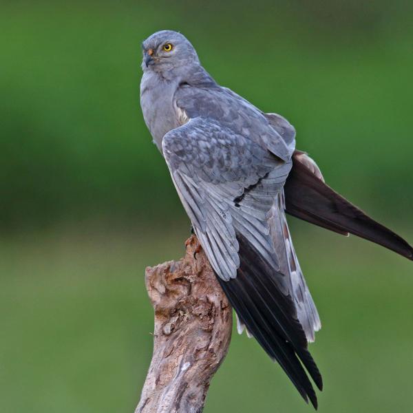 Albanella minore