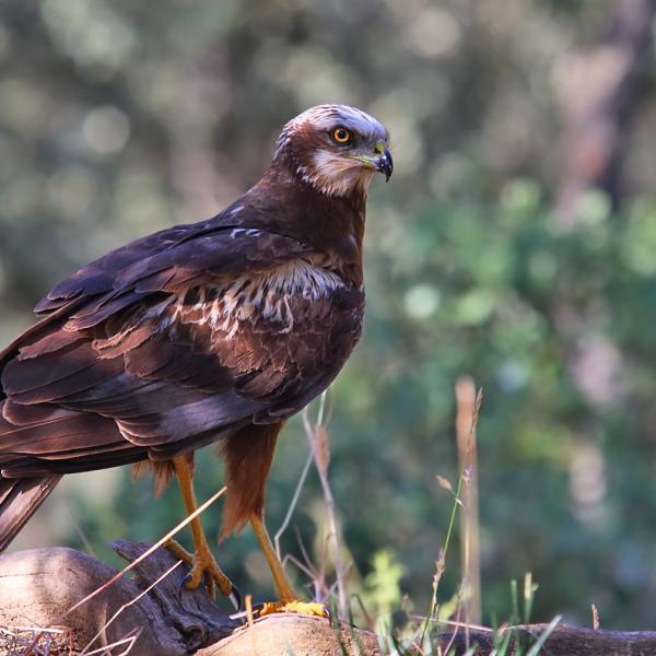 Falco di palude