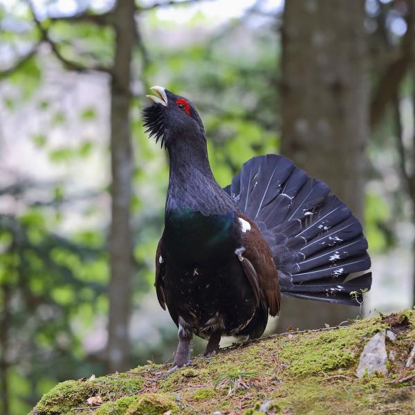 Gallo cedrone