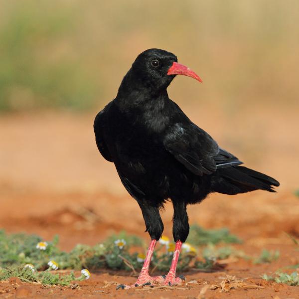 Gracchio corallino
