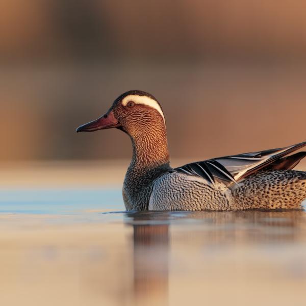 Marzaiola