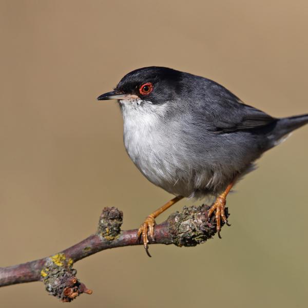 Occhiocotto