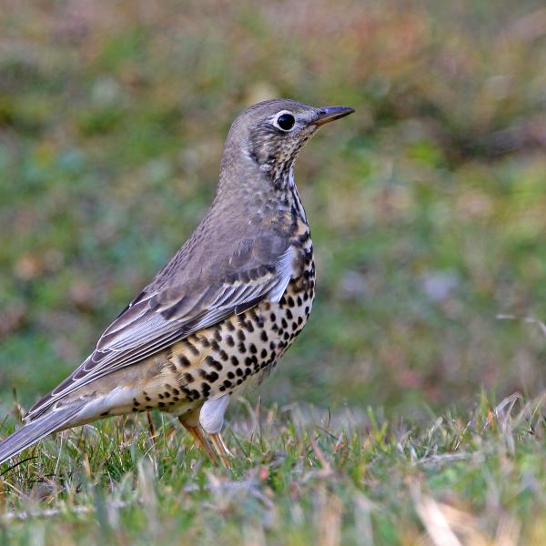 Tordela