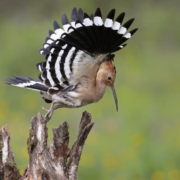 Upupa