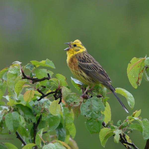 Zigolo giallo