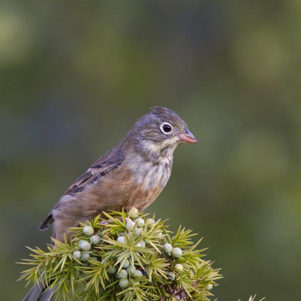 Ortolano