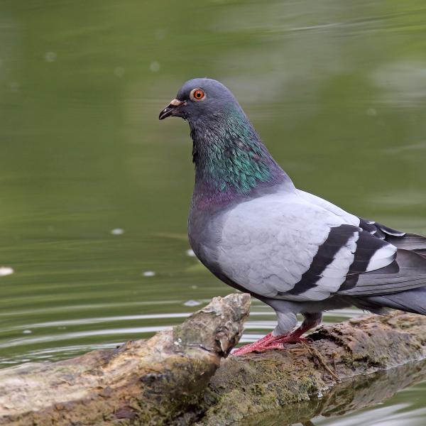 Piccione selvatico