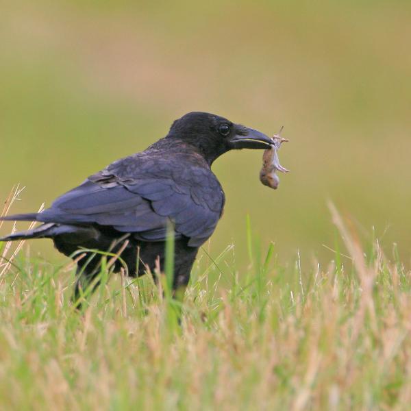 Cornacchia nera