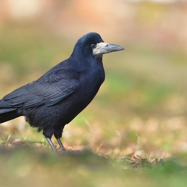 Corvo comune