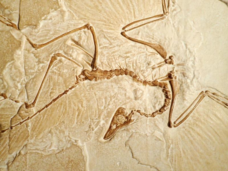 Archaeopteryx