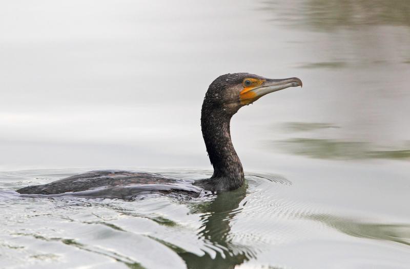 Cormorano