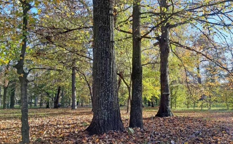 Alberi in città
