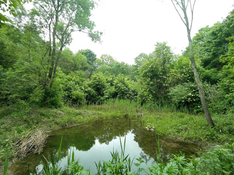 La Riserva naturale Bosco del Casale