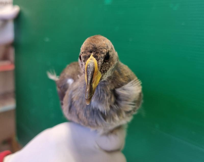 La Sciabica minore recuperata al Cruma di Livorno della Lipu