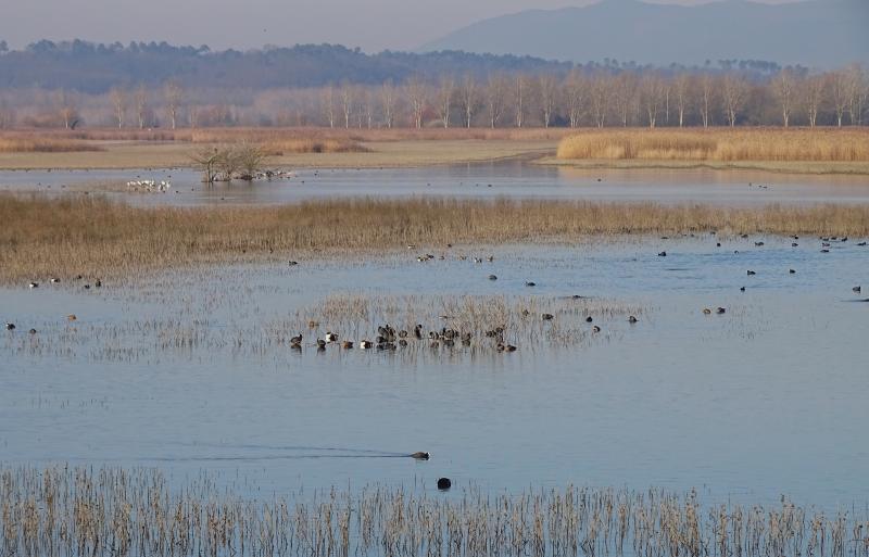 Riserva naturale Palude Fucecchio, Le Morette