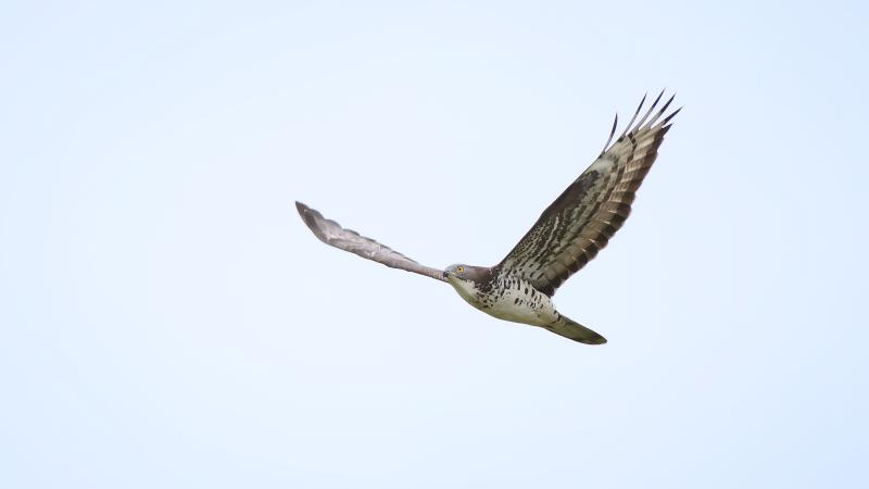 Falco pecchiaiolo