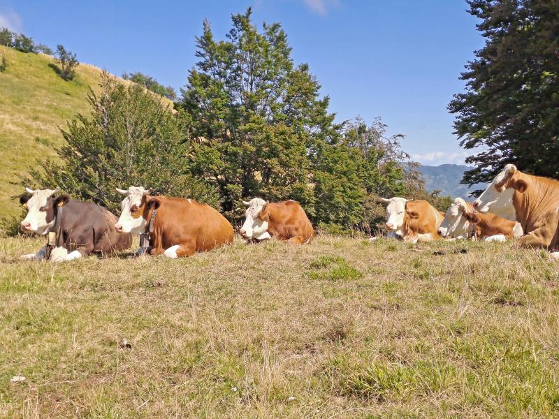 Vacche al pascolo, Appennino parmense