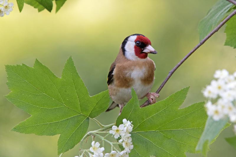 Cardellino