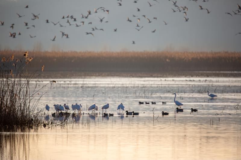 Riserva naturale Palude del Fucecchio