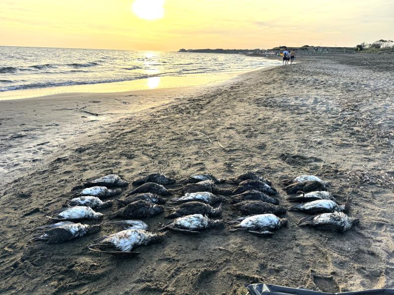 Berte morte sul litorale laziale