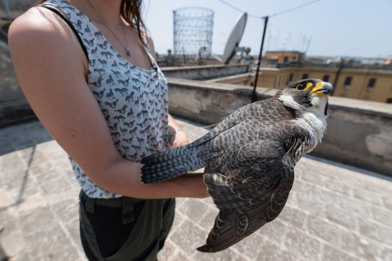Il falco ritrovato