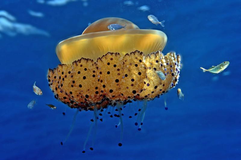 Cassiopea mediterranea 