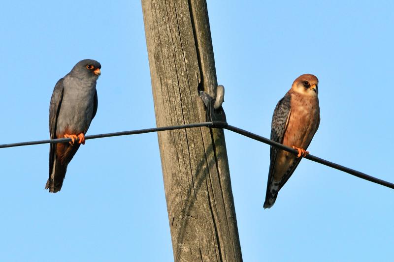 Falco cuculo