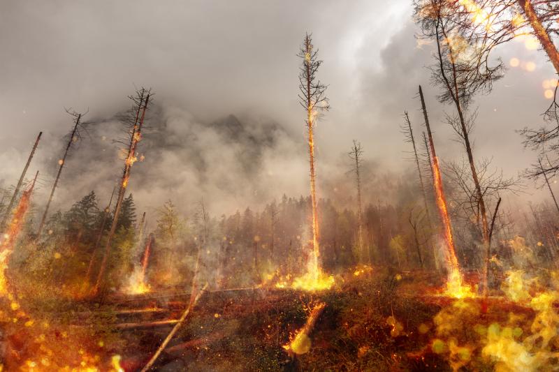 Foresta in fiamme