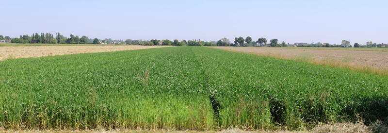 Pianura parmense