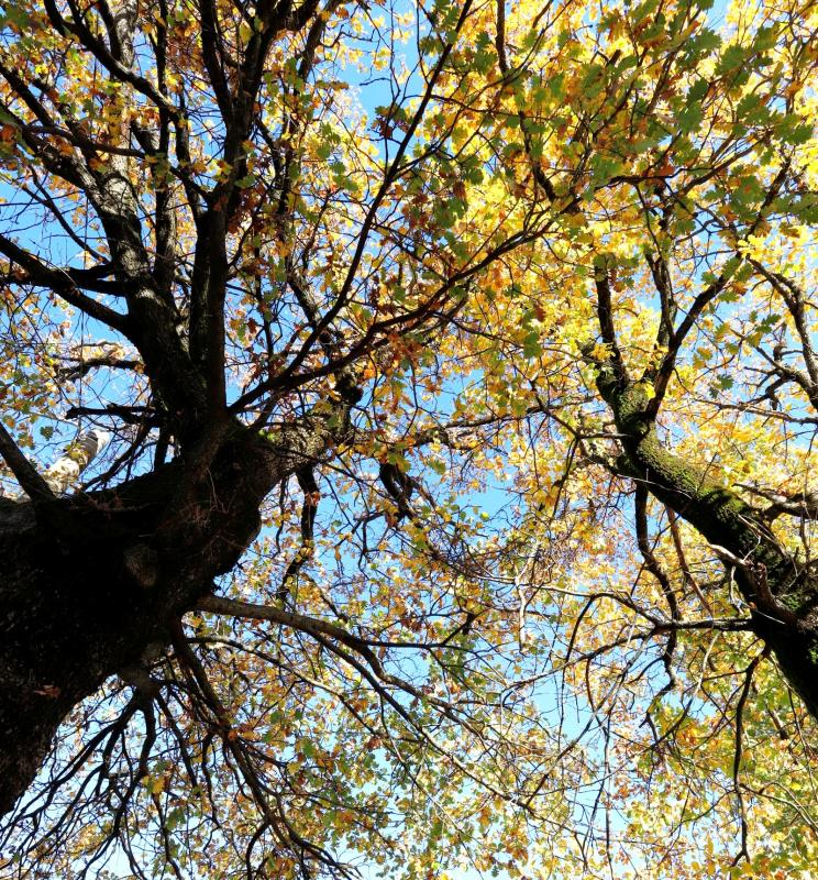 Alberi