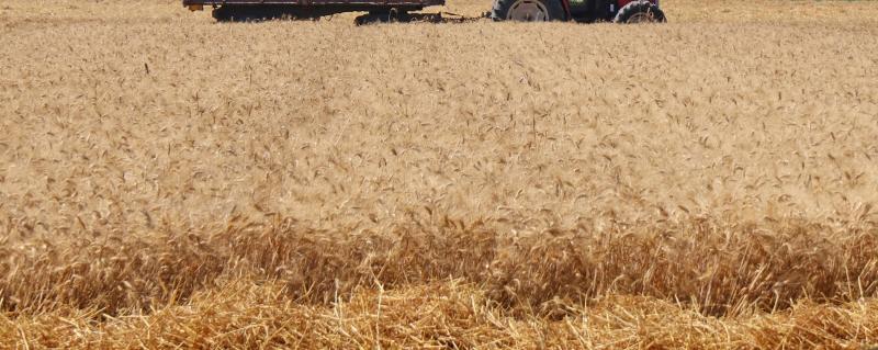 Campo grano