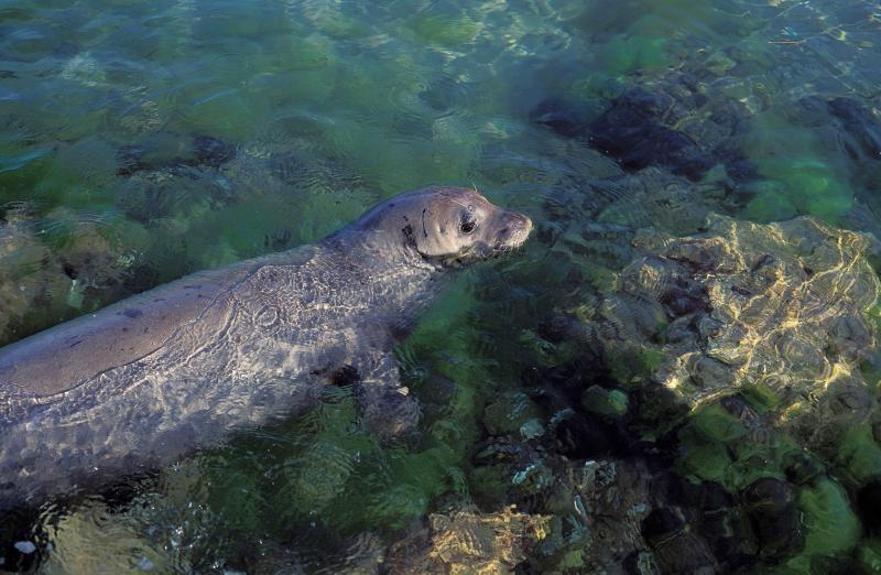 Foca monaca (immagine d'archivio)