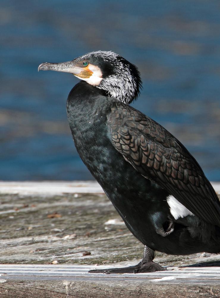Cormorano