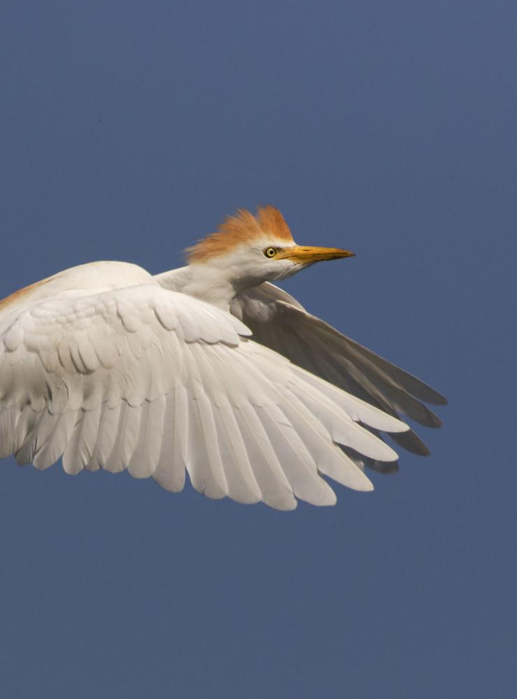 Airone Guardabuoi