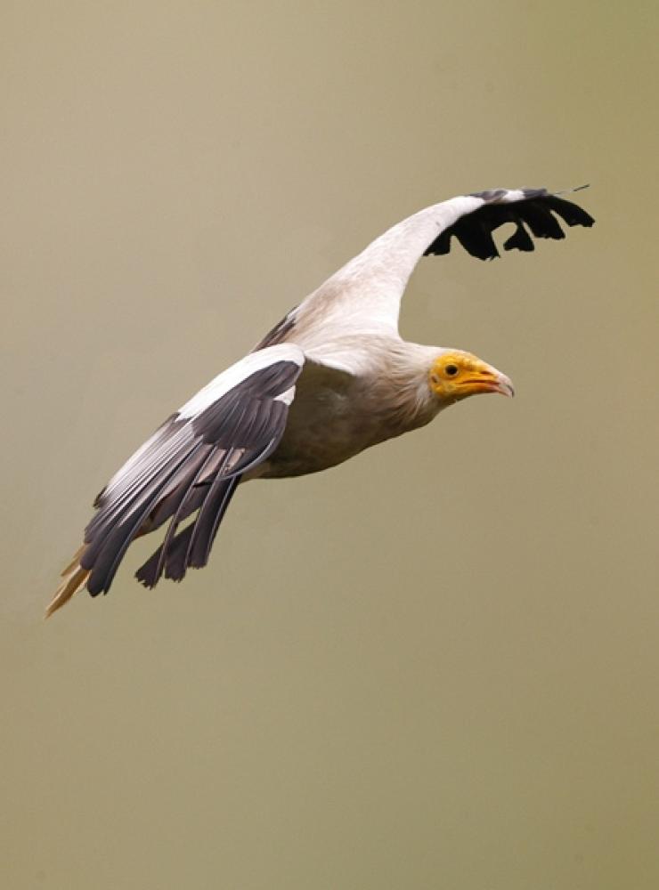 Capovaccaio ripreso in volo