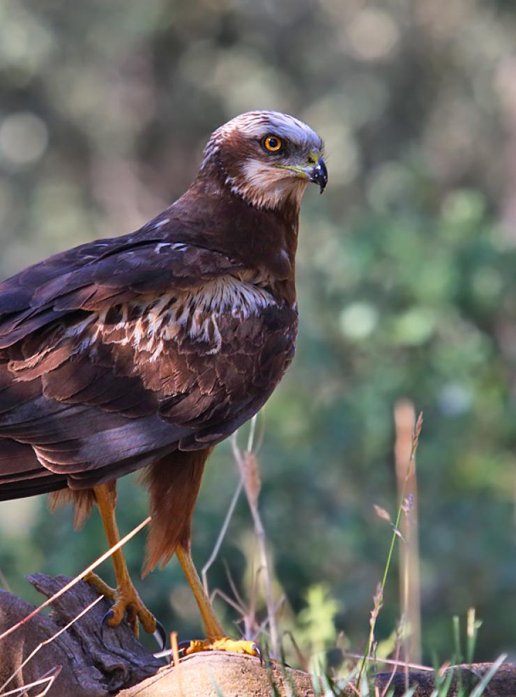 Falco di palude