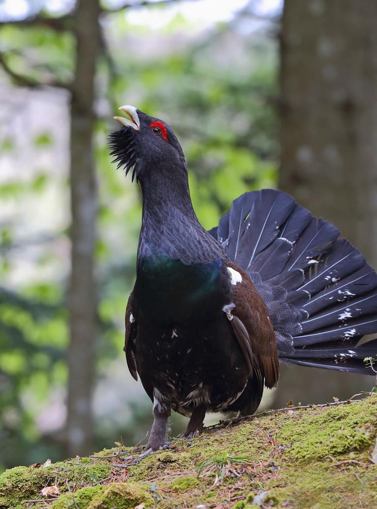 Gallo cedrone
