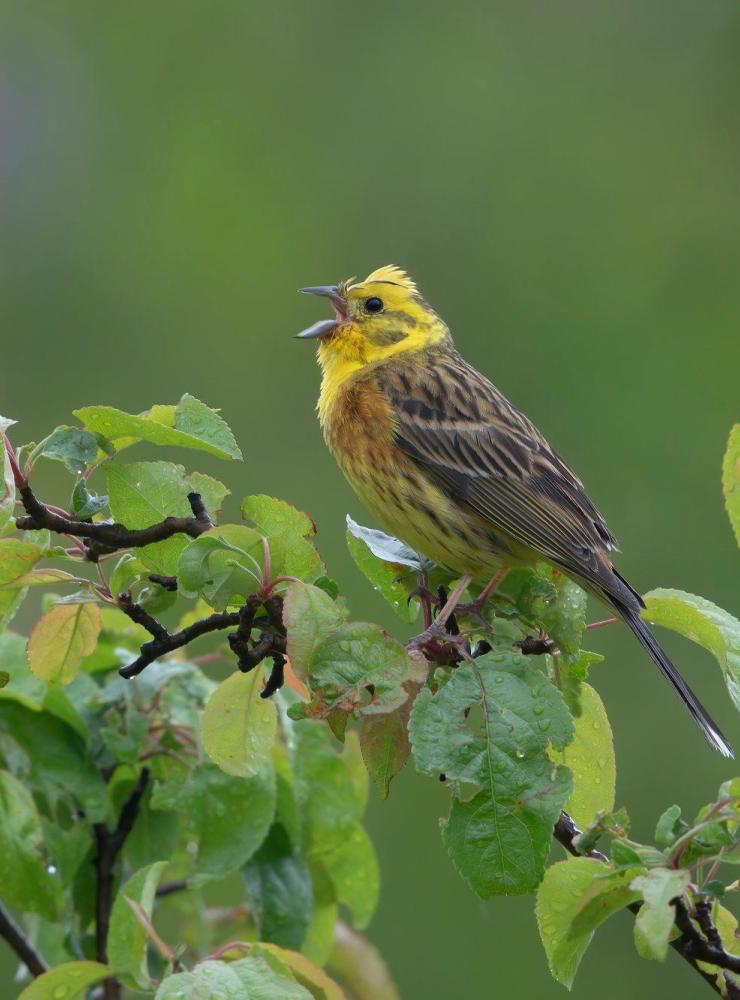 Zigolo giallo