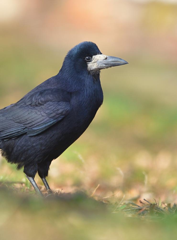 Corvo comune