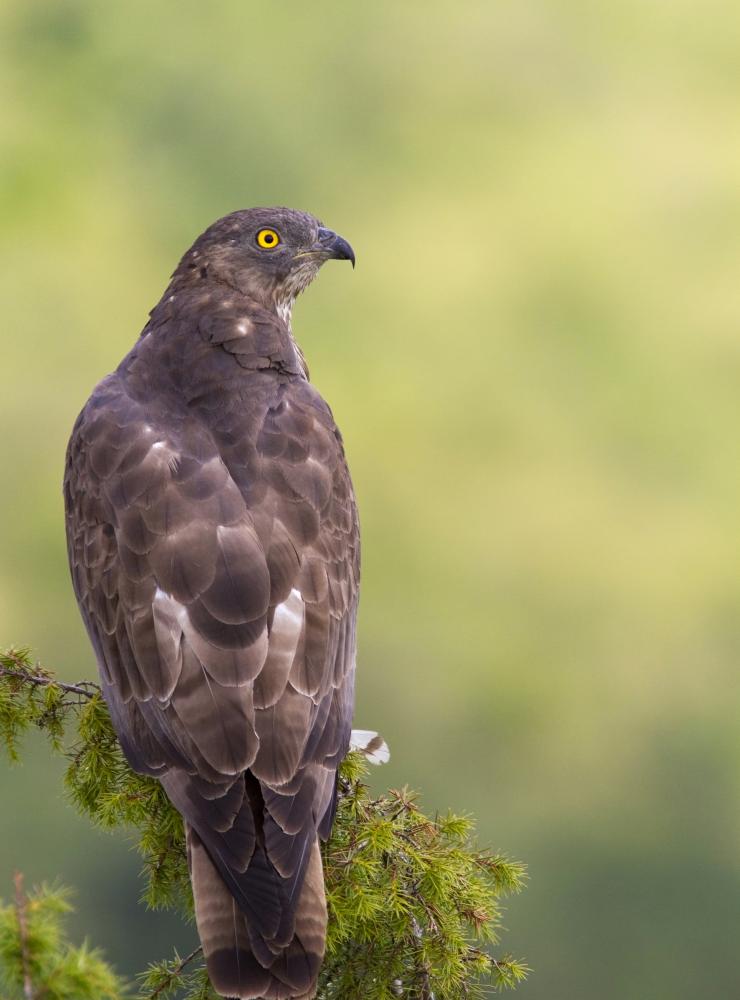 Falco pecchiaiolo