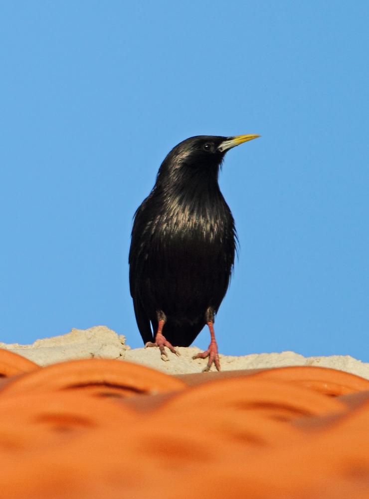 Storno nero