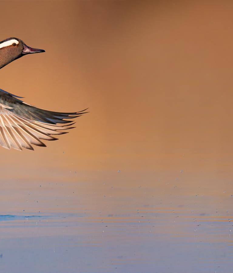 lasciamoli volare in pace