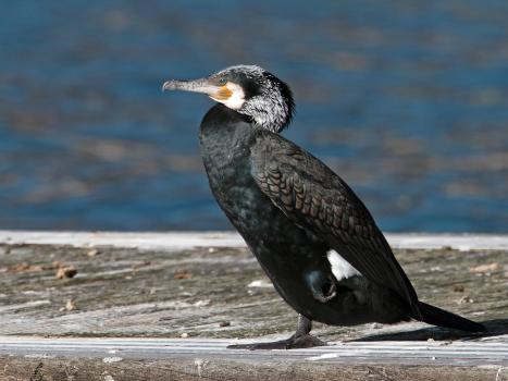 Cormorano