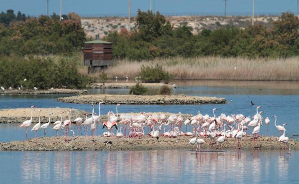 Fenicotteri alla Riserva Saline di Priolo, in Sicilia - Foto Fabio Cilea 