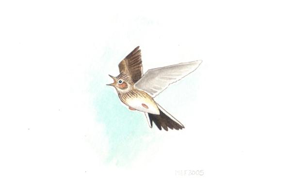 Un'allodola nel disegno di Maria Elena Ferrari/Arch. Lipu 