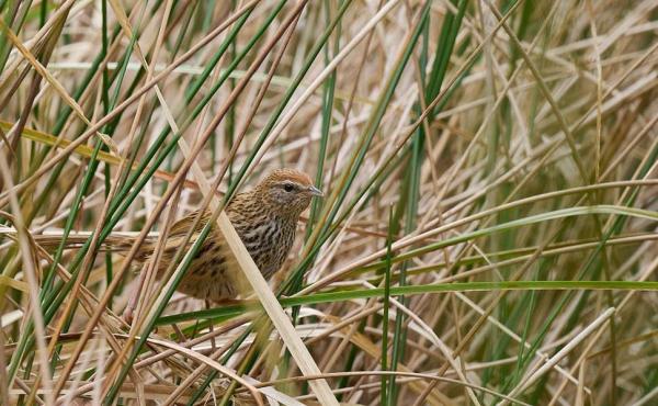 Fernbird (Megalurus punctatus) - Credit Mac Kenzie 
