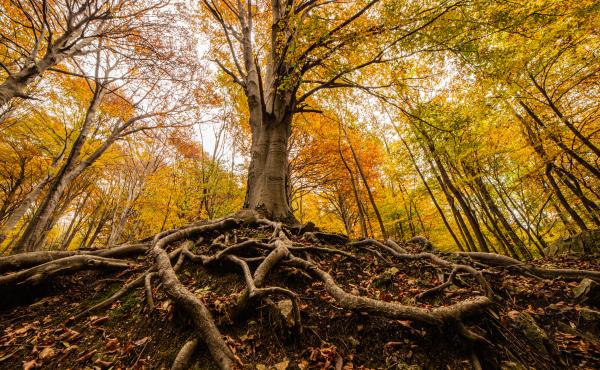 foto albero bosco